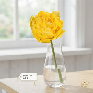 Tulipa ‘Exotic Sun’ Fringed Double Tulip Bulbs – Pack of 7