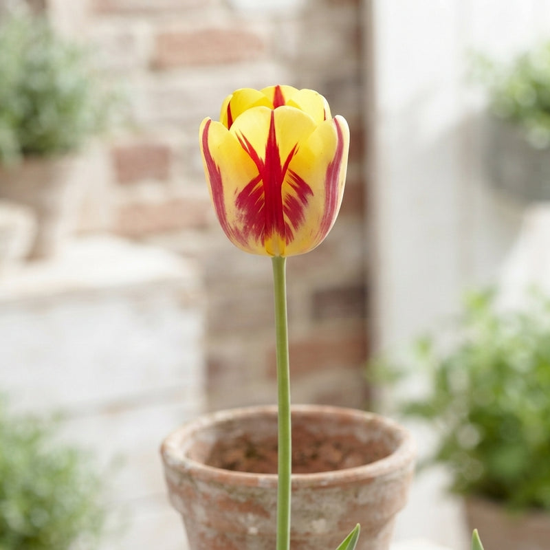 Tulip ‘Garden Vermeer’ Bulbs – Size 12/+