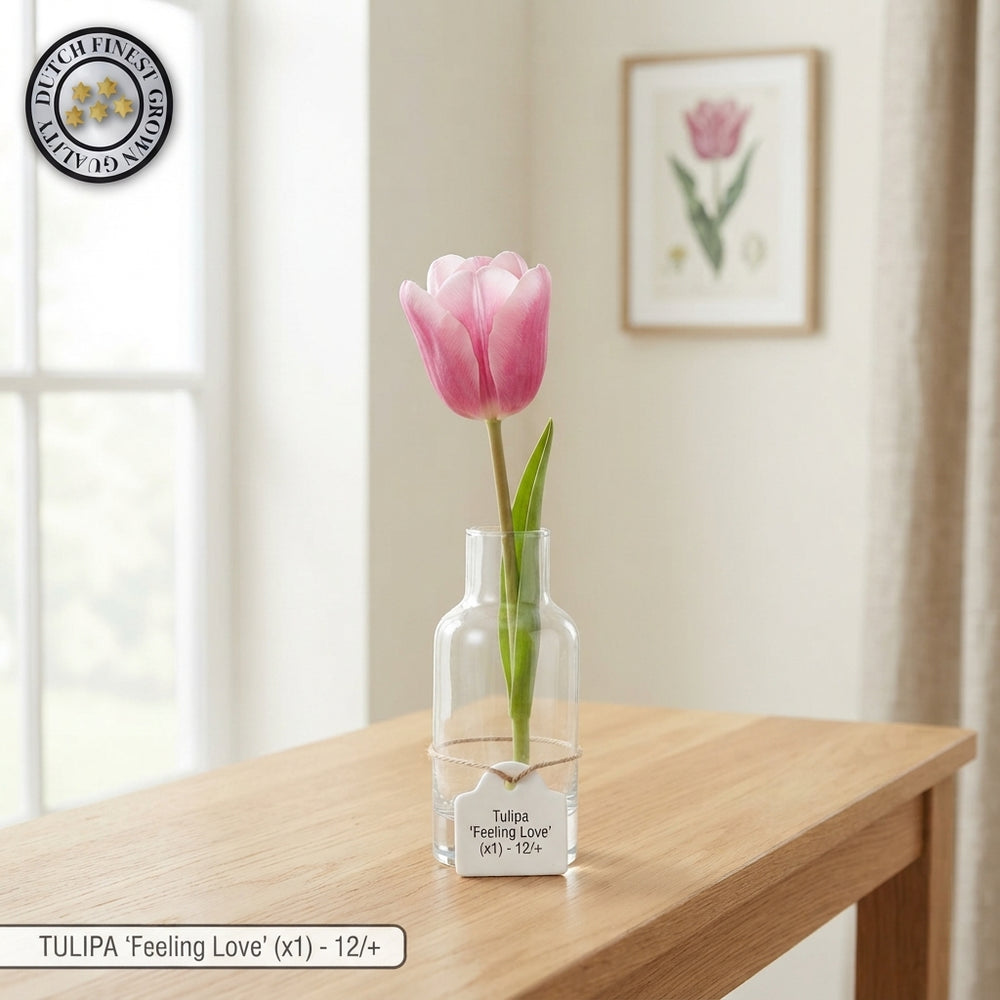 Tulipa ‘Garden Feeling Love’ Tulip Bulbs – Pack of 10