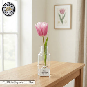 Tulipa ‘Garden Feeling Love’ Tulip Bulbs – Pack of 10