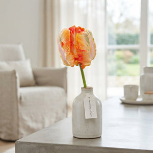 Parrot Tulip ‘Parrot King’ Bulbs – 7 Bulbs