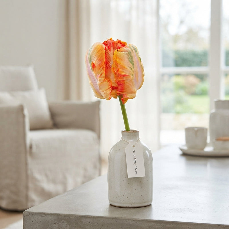 Parrot Tulip ‘Parrot King’ Bulbs – 7 Bulbs
