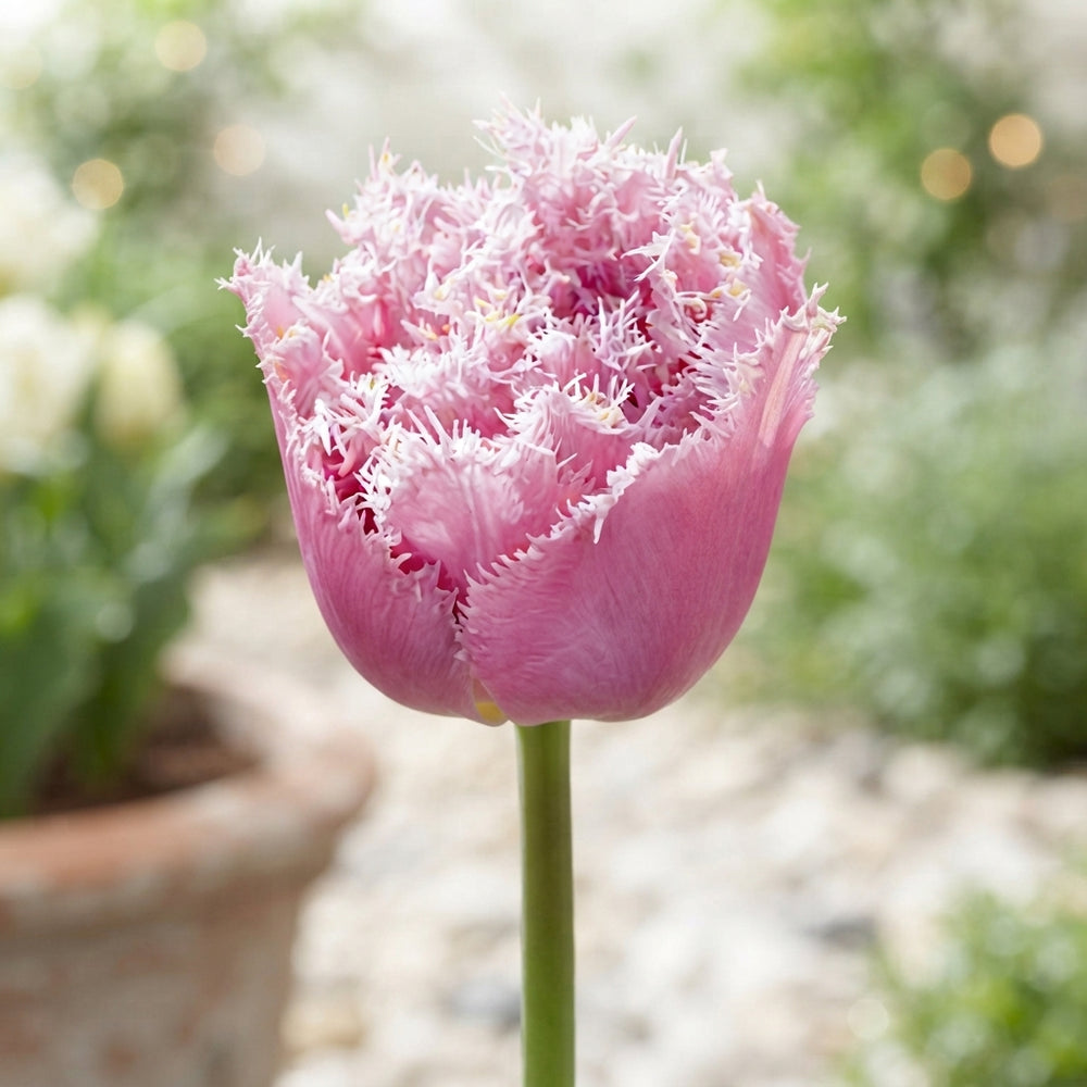 Tulipa Fringed Double ‘Perth’ Flower Bulbs – 7 Bulbs