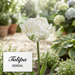 Double Early ‘Mondial’ Tulip Bulbs – Pack of 7