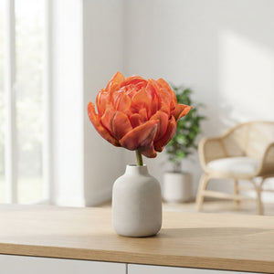 Double Early Tulip ‘Orca’ Bulbs – 7 Bulbs