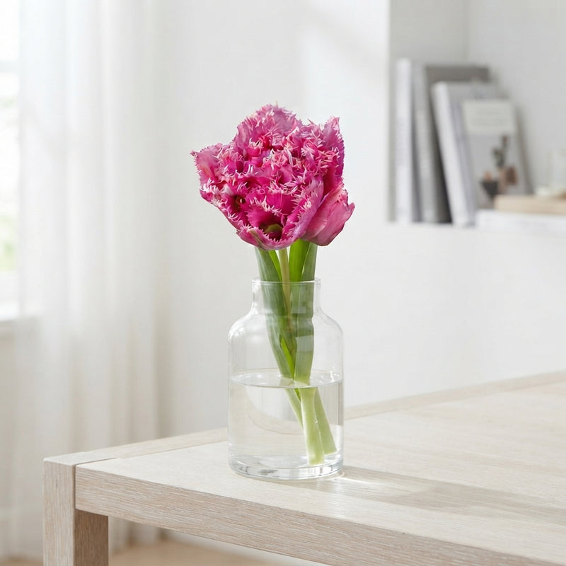 Tulipa ‘Fringed Double Match Point’ Flower Bulbs – 7 Bulbs