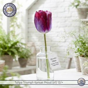 Tulip ‘Kansas Proud’ Triumph Bulbs – Pack of 10