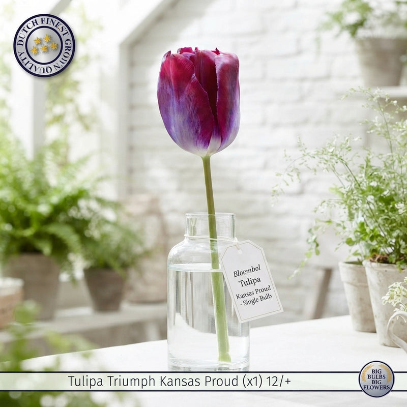 Tulip ‘Kansas Proud’ Triumph Bulbs – Pack of 10