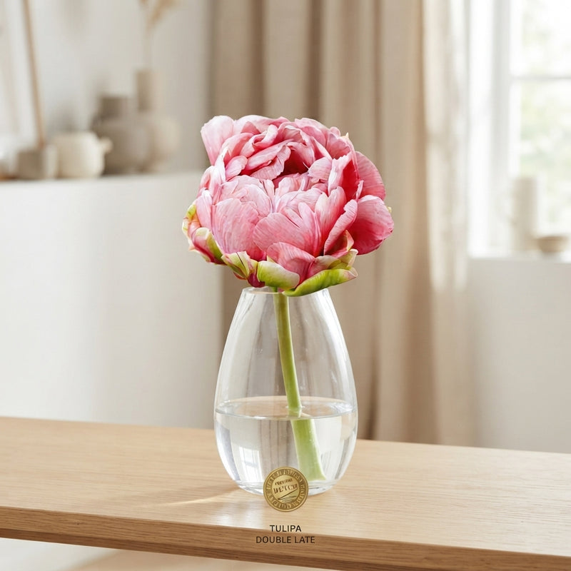 Double Late Tulip ‘Wedding Gift’ Bulbs – 7 Bulbs