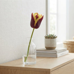 Tulipa Triumph ‘Gavota’ Tulip Bulbs – 12/+ Bulbs