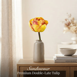 Tulipa ‘Double Late Sundowner’ Tulip Bulbs – 12cm+