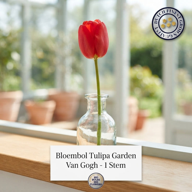 Tulipa ‘Garden Van Gogh’ Tulip Bulbs – Size 12/+