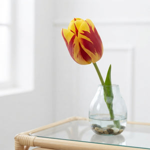 Tulipa Triumph ‘Washington’ Flower Bulbs – 12/+