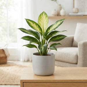 Aglaonema ‘Green Surprise’ – 19cm Pot, 55cm High