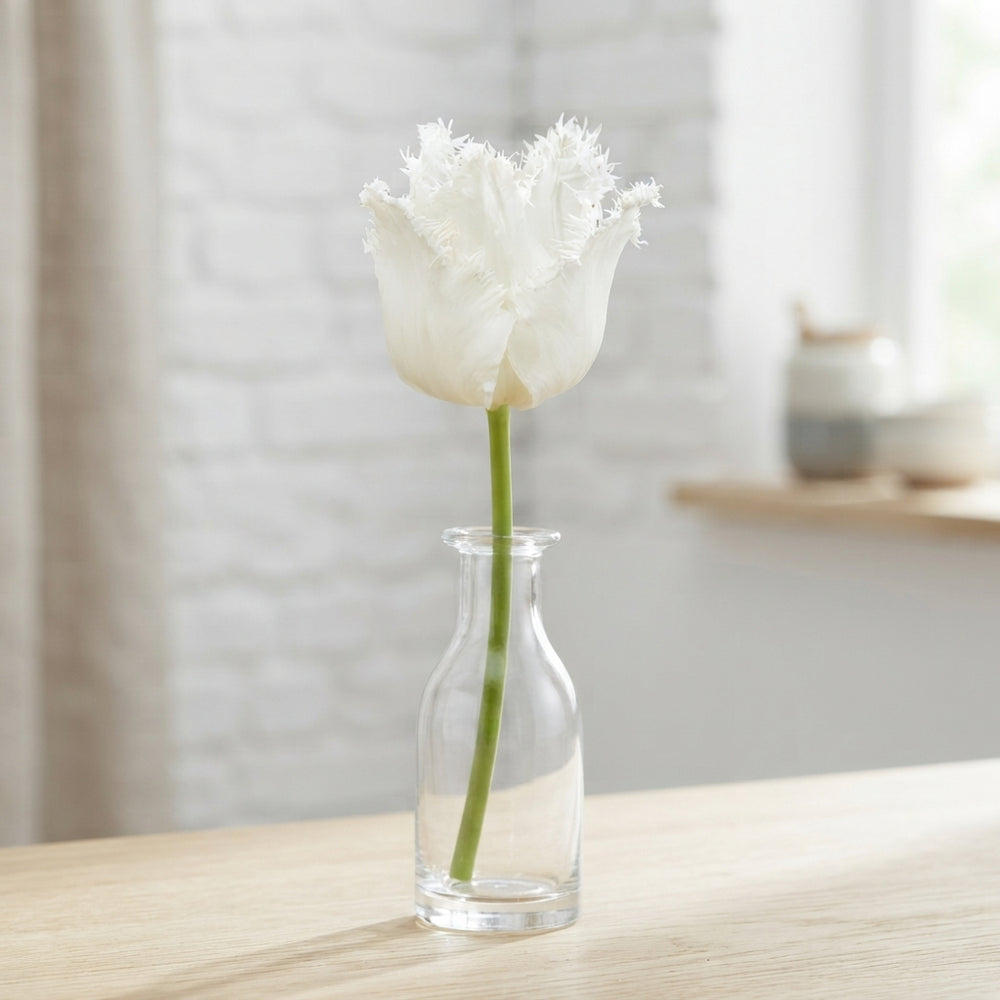 Fringed Tulip ‘Honeymoon’ Bulbs – 12/+ Size
