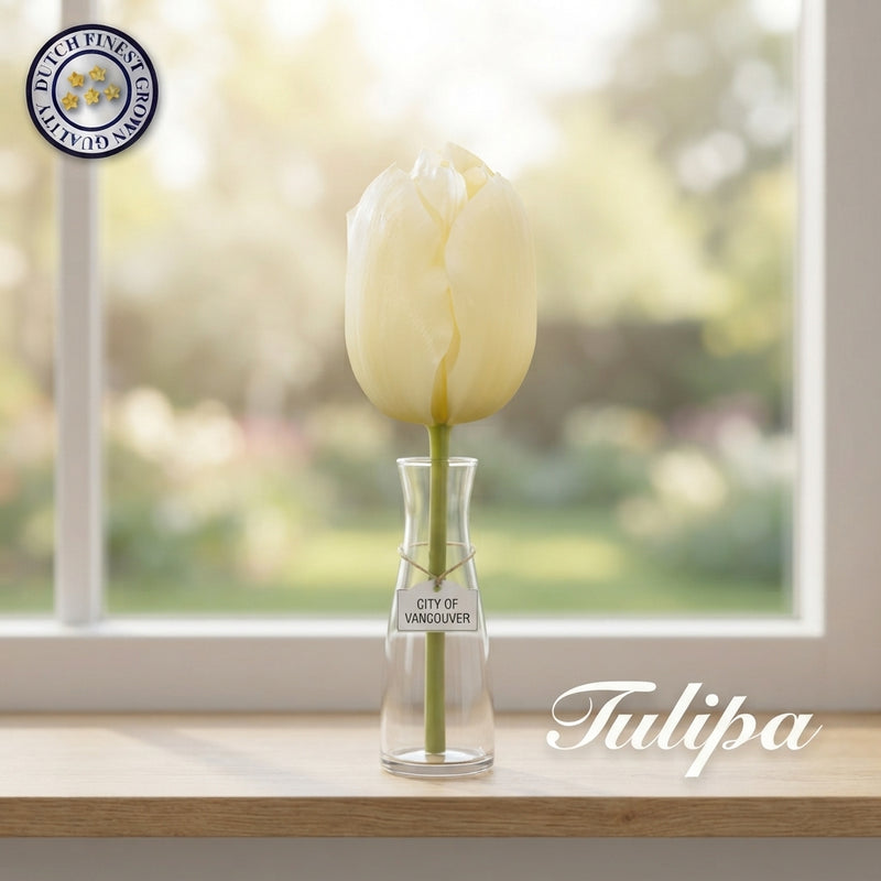 Tulipa ‘City of Vancouver’ Single Late Tulip Bulbs – Pack of 10