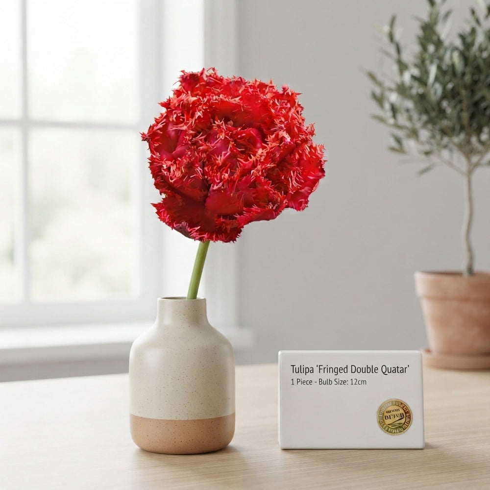 Fringed Double Tulip ‘Quatar’ Bulbs – 7 Bulbs