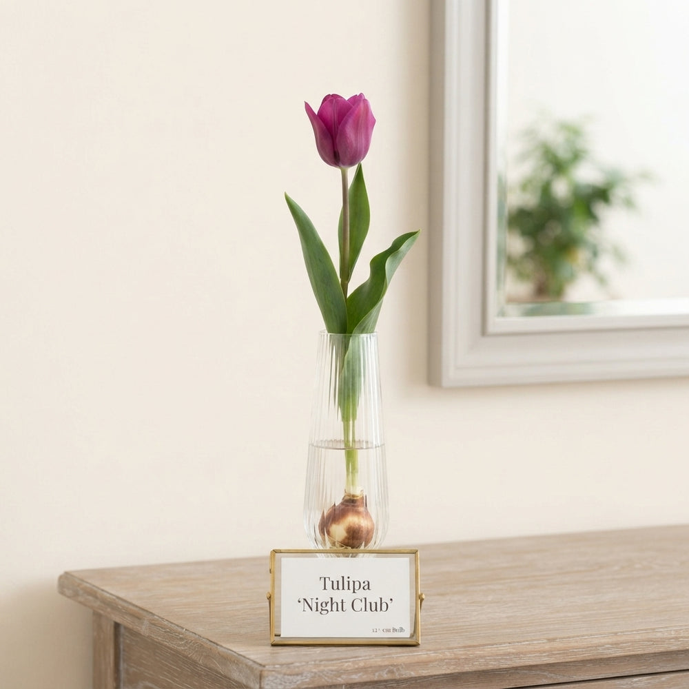Tulipa ‘Night Club’ Multiflora Tulip Bulbs – 7 Bulbs