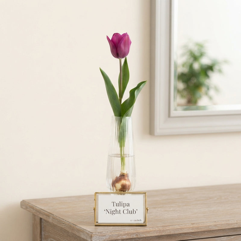 Tulipa ‘Night Club’ Multiflora Tulip Bulbs – 7 Bulbs