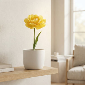 Tulip ‘Aquilla’ Flower Bulbs – Size 12/+