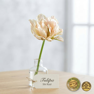 Double Early Tulip ‘Silk Road’ Bulbs – 7 Bulbs