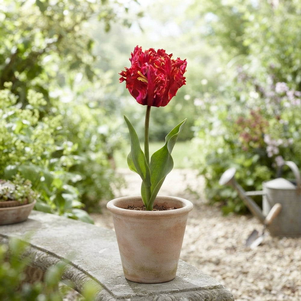 Tulip ‘Parrot Garden Fire’ Flower Bulbs – 7 Bulbs