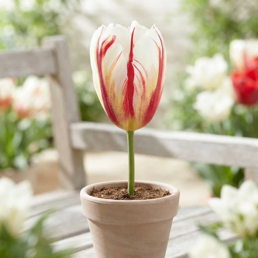 Tulipa ‘Carnaval de Rio’ Triumph Tulip Bulbs – 12/+