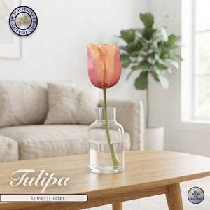 Tulip ‘Apricot Foxx’ Flower Bulbs – Size 12/+