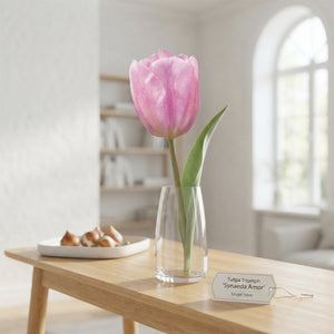 Tulip ‘Synaeda Amor’ Triumph Bulbs – 12/+