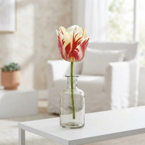 Tulipa ‘Sorbet’ Single Late Tulip Bulbs – Pack of 7
