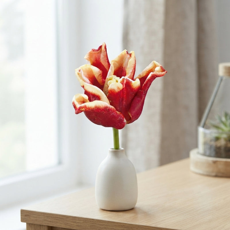 Tulipa Crown Elegant Crown Flower Bulbs – 7 Bulbs