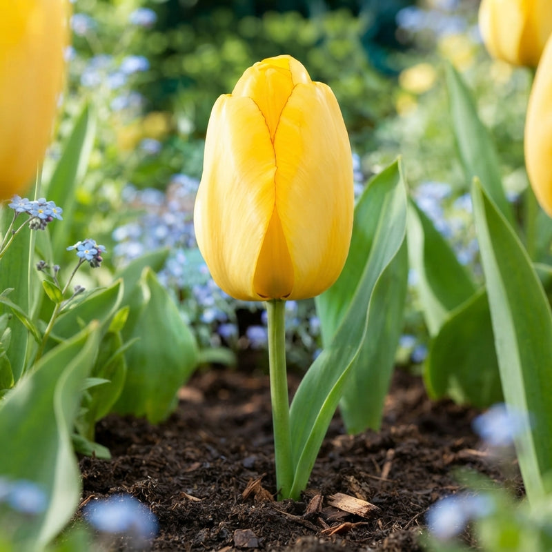 Golden Parade Tulip Bulbs (Tulipa) – 12/+ Bulb Size