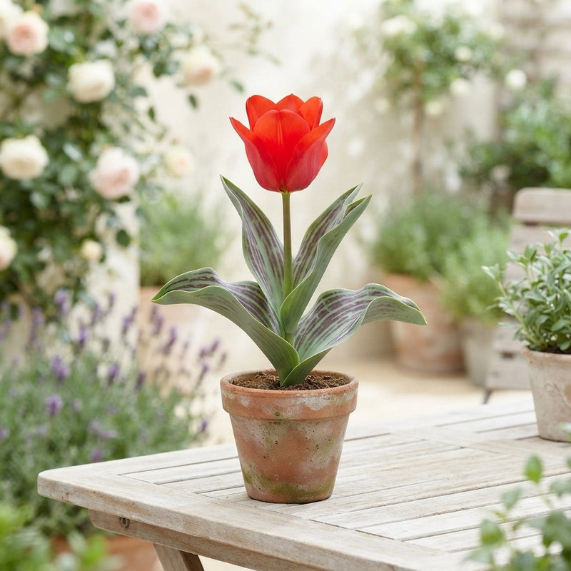 Tulipa Greigii ‘Red Riding Hood’ Flower Bulbs – 7 Bulbs