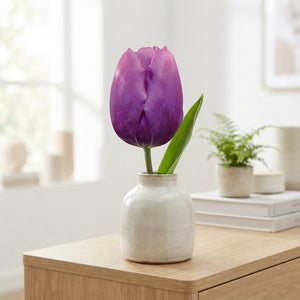 Purple Prince Triumph Tulip Bulbs – 12/+