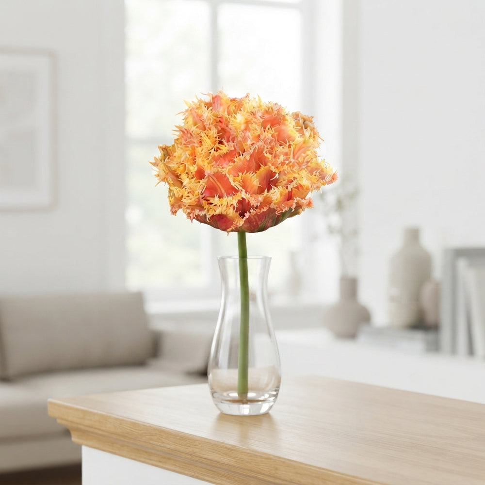 Tulipa ‘Fringed Double Brisbane’ Flower Bulbs – 7 Bulbs