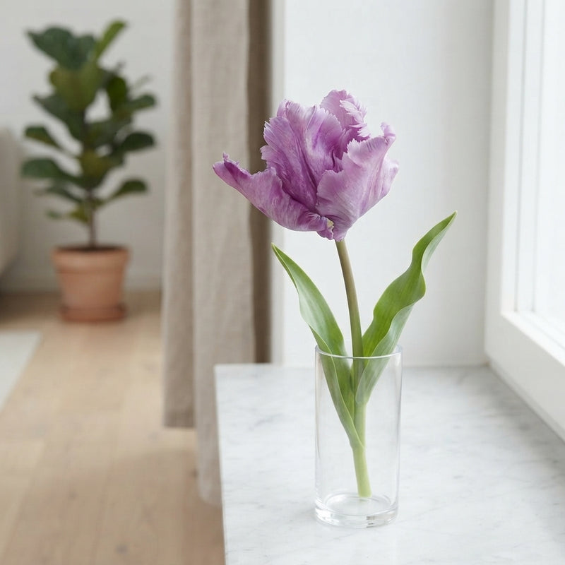 Tulip ‘Parrot James Last’ Flower Bulbs – 7 Bulbs
