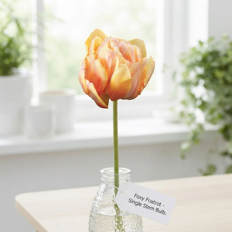 Double Early Tulip ‘Foxy Foxtrot’ Flower Bulbs – 7 Bulbs