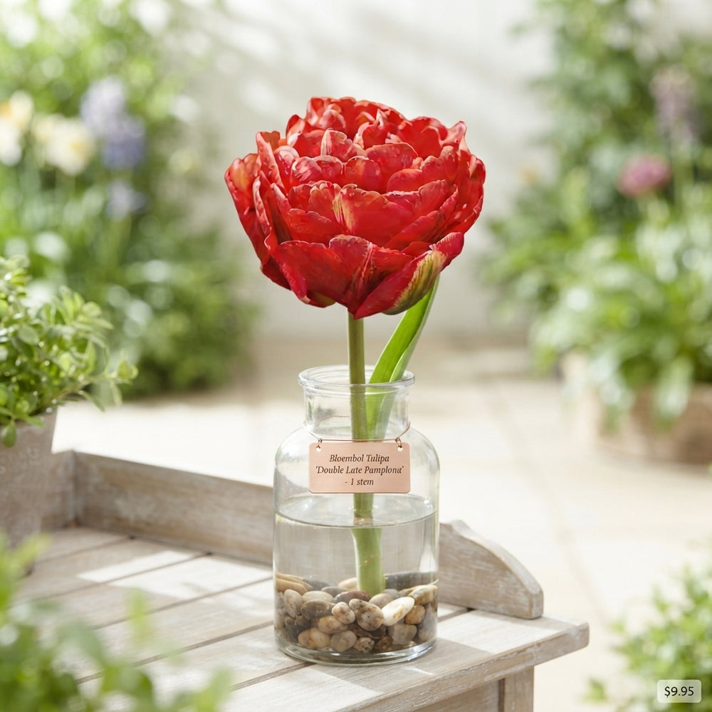 Tulip ‘Pamplona’ Double Late Flower Bulbs – 7 Bulbs