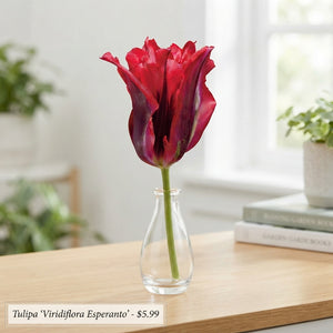 Tulipa ‘Viridiflora Esperanto’ Flower Bulbs – 7 Bulbs