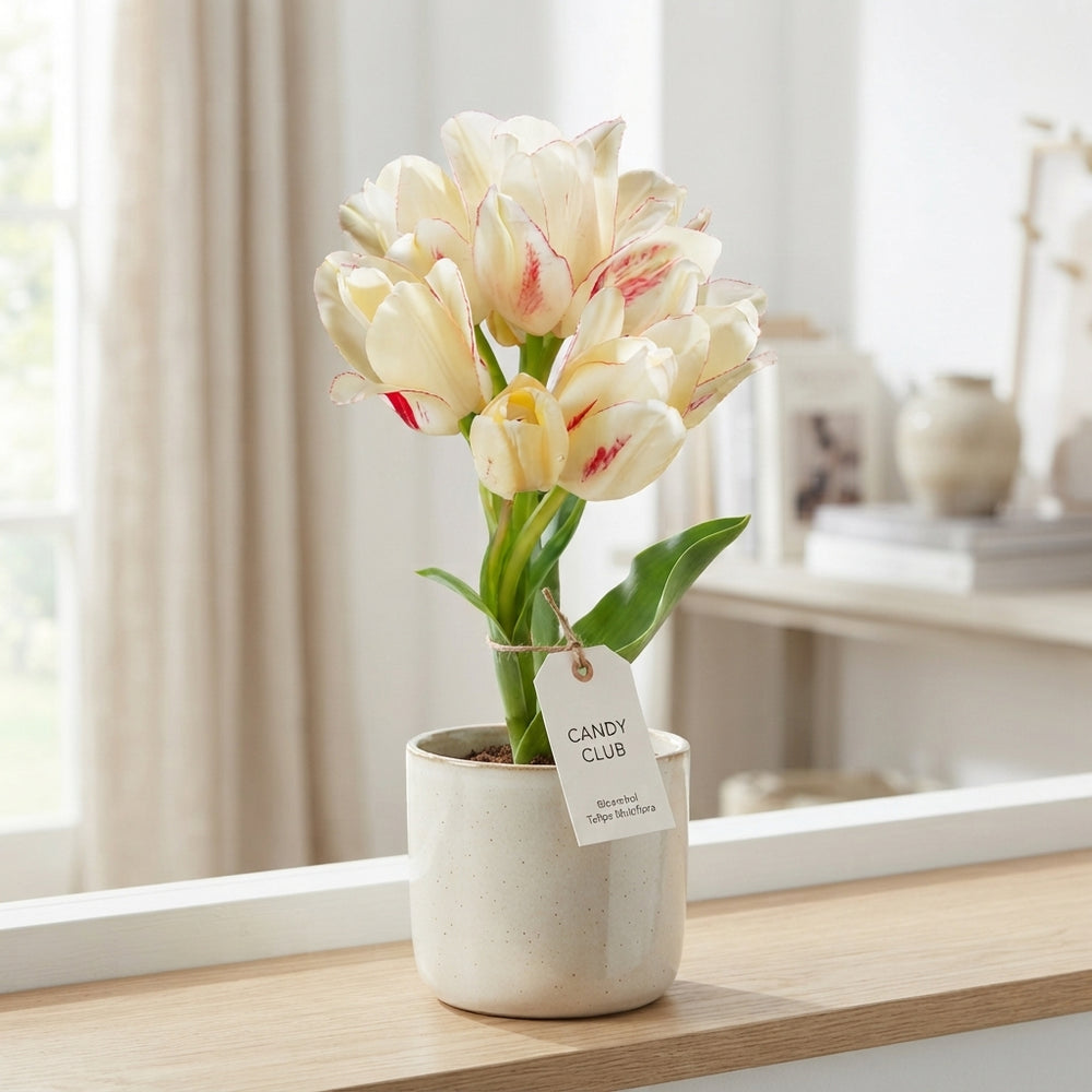 Tulipa Multiflora ‘Candy Club’ Flower Bulbs – 7 Bulbs