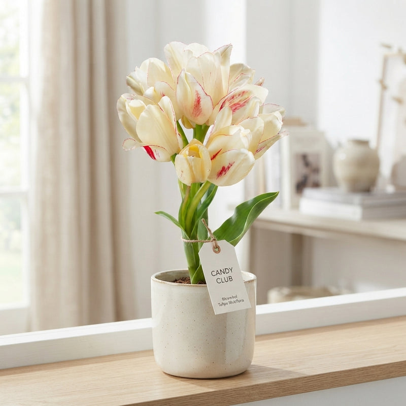Tulipa Multiflora ‘Candy Club’ Flower Bulbs – 7 Bulbs