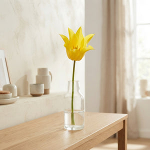 Lily-Flowering Tulip Bulbs ‘Schiedam’ – 12+