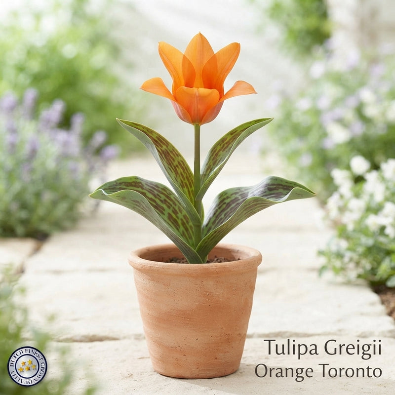 Orange ‘Toronto’ Greigii Tulip Bulbs – 12cm+