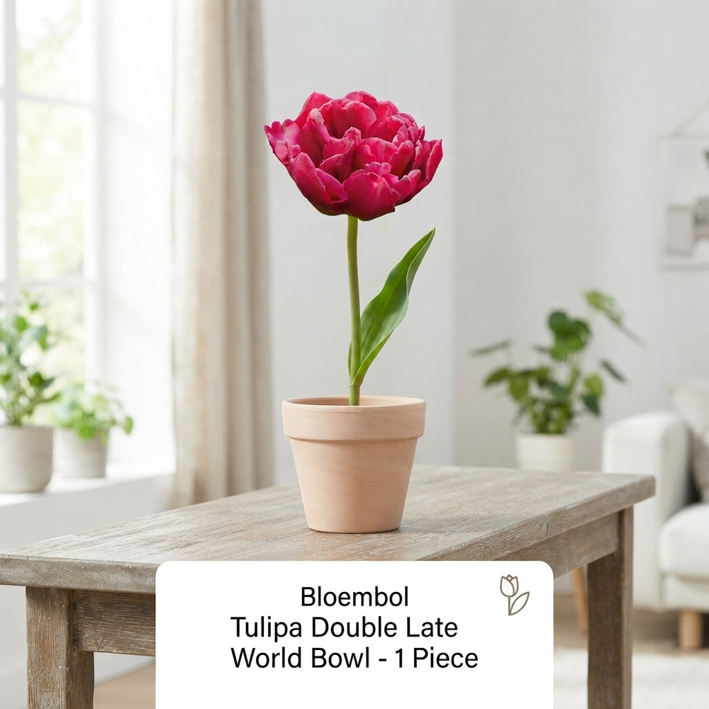 Double Late Tulip ‘World Bowl’ Flower Bulbs – 7 Bulbs