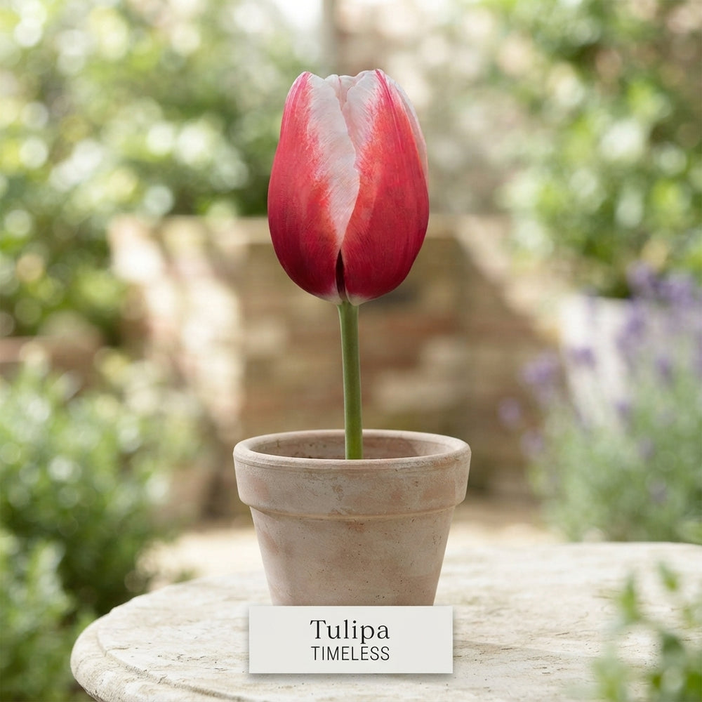 Tulipa ‘Triumph Timeless’ Tulip Bulbs – 12/+