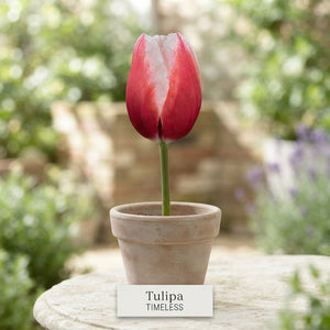 Tulipa ‘Triumph Timeless’ Tulip Bulbs – 12/+