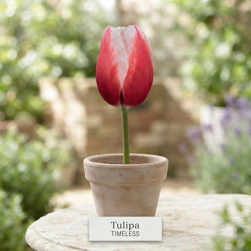 Tulipa ‘Triumph Timeless’ Tulip Bulbs – 12/+