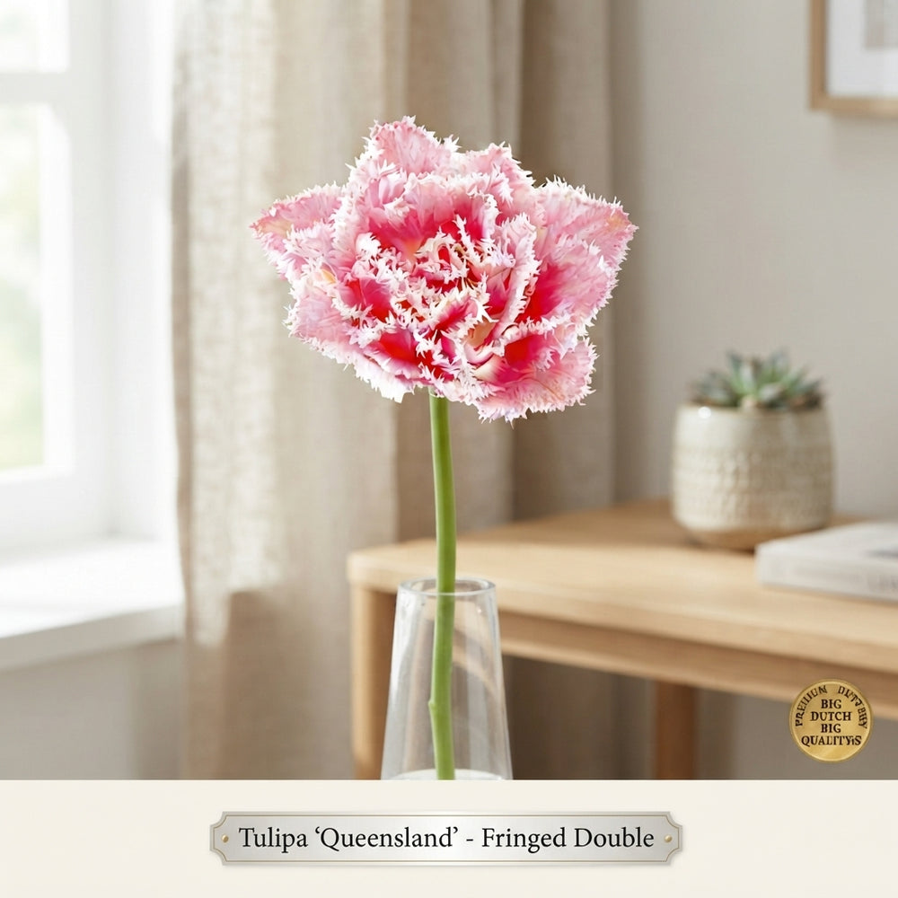 Tulip ‘Fringed Double Queensland’ Flower Bulbs – 12cm