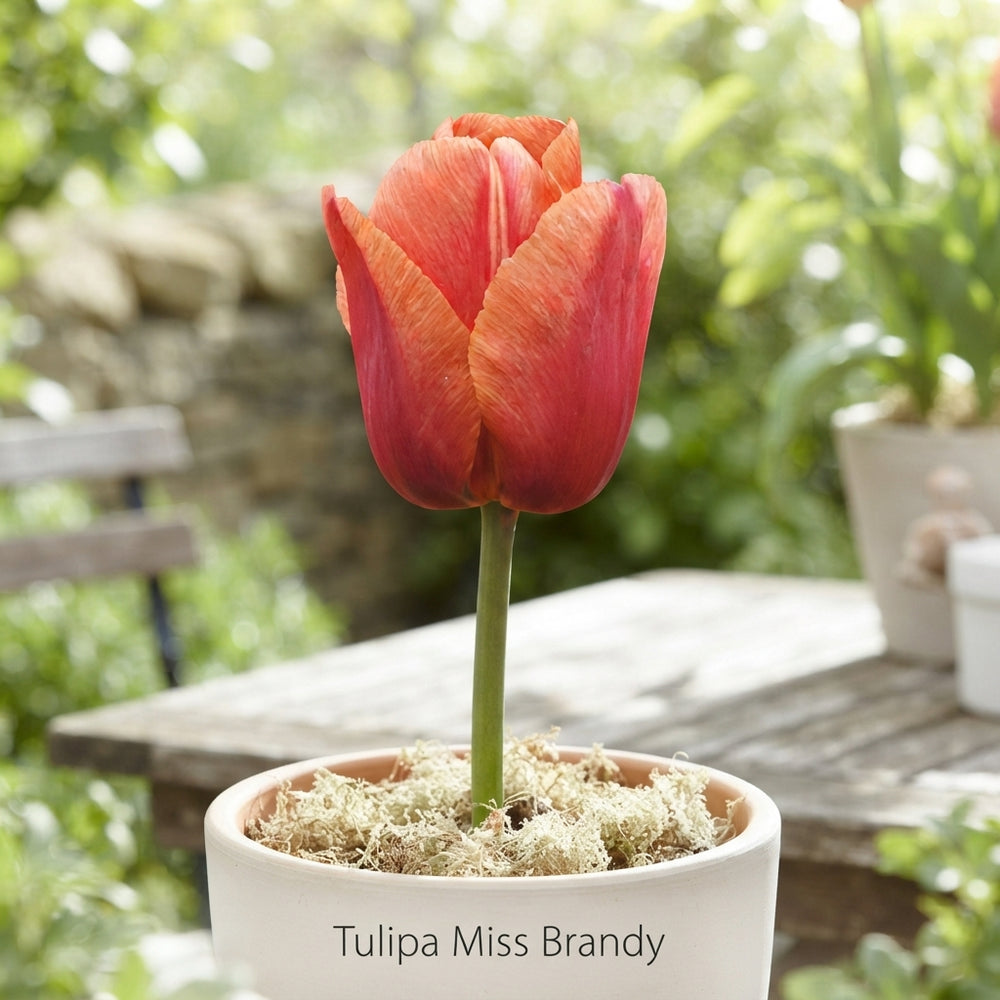 Miss Brandy Darwin Hybrid Tulip Bulbs – Size 12