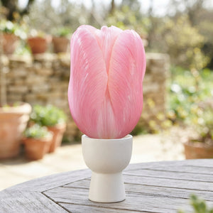 Menton Single Late Tulip Bulb Collection – 7 Bulbs